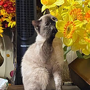 Selina is registered to the contest to win money with this photo: cat, siamese_cat, flowers, daffodils, yellow_flowers, indoor, table, vase, plant, pet, curious, feline, paw, sniffing, cozy, decor, home, bright_colors, still_life, domestic_animal