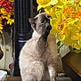 cat, siamese_cat, flowers, daffodils, yellow_flowers, indoor, table, vase, plant, pet, curious, feline, paw, sniffing, cozy, decor, home, bright_colors, still_life, domestic_animal