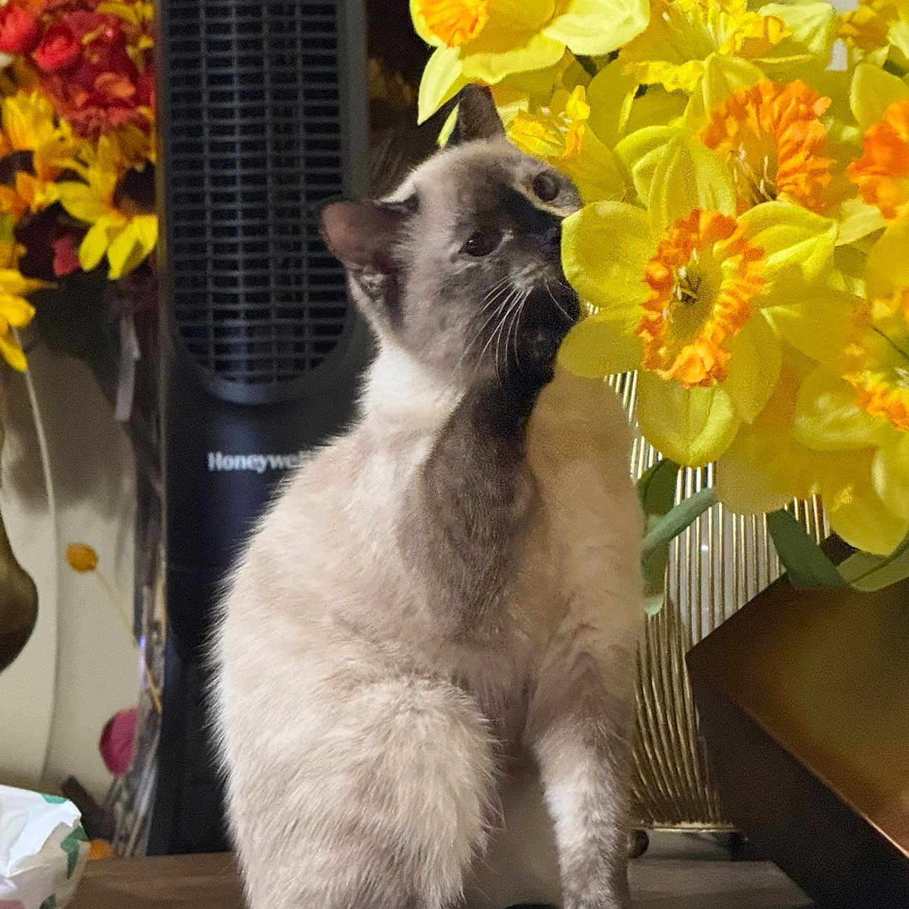 Selina is registered to the contest to win money with this photo: bright_colors, cat, cozy, curious, daffodils, decor, domestic_animal, feline, flowers, home, indoor, paw, pet, plant, siamese_cat, sniffing, still_life, table, vase, yellow_flowers