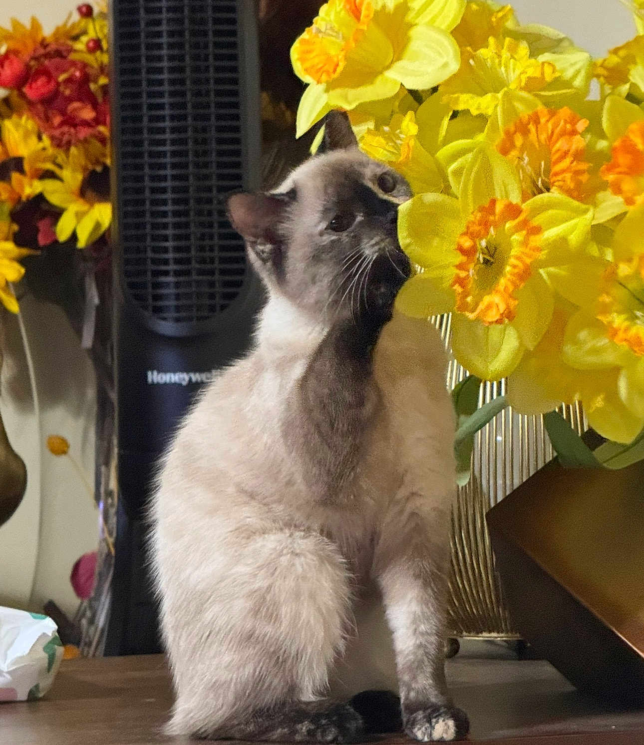 Selina is registered to the contest to win money with this photo: cat, siamese_cat, flowers, daffodils, yellow_flowers, indoor, table, vase, plant, pet, curious, feline, paw, sniffing, cozy, decor, home, bright_colors, still_life, domestic_animal