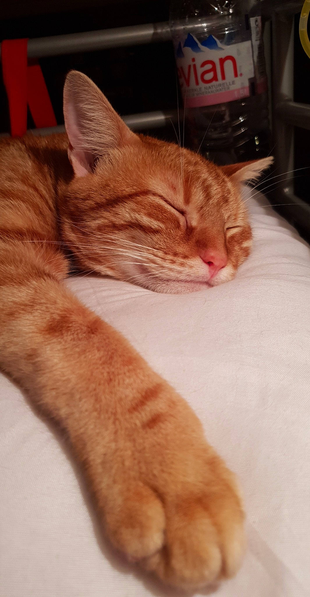 Kiwi participe au concours pour gagner de l'argent avec cette photo : carnivore, cat, claw, comfort, domestic_short_haired_cat, ear, fawn, felidae, flooring, foot, fur, human_leg, orange, paw, small_to_medium_sized_cats, snout, tail, textile, whiskers, wood