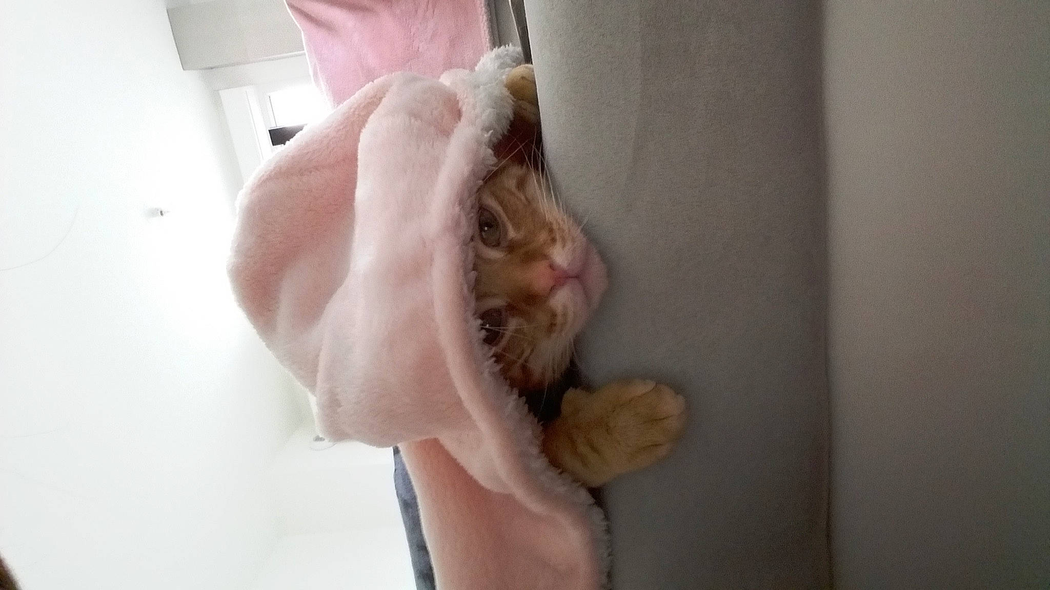 Kiwi a rejoint le concours — aidez-le/la à gagner de superbes lots ! canidae, carnivore, cat, dog_breed, fawn, felidae, finger, foot, gesture, hand, human_leg, nail, paw, small_to_medium_sized_cats, snout, sporting_group, tail, thumb, toe, whiskers