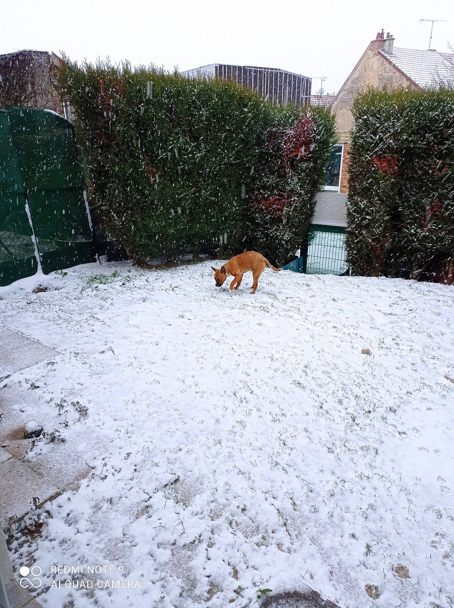 Rasta participe au concours pour gagner de l'argent avec cette photo : carnivore, dog, dog_breed, event, fawn, freezing, frost, grass, groundcover, landscape, plant, precipitation, road_surface, roof, shrub, sky, snow, tail, tints_and_shades, winter