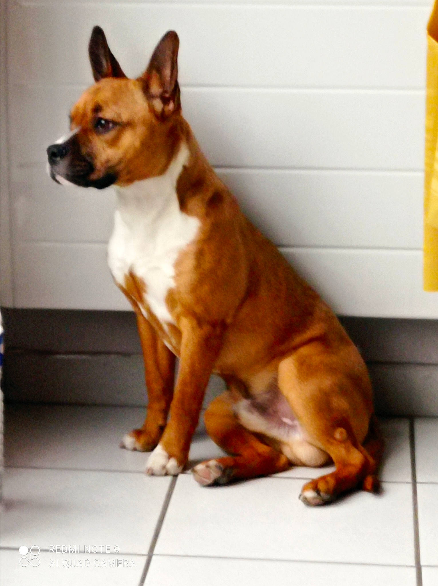 Rasta participe au concours pour gagner de l'argent avec cette photo : ancient_dog_breeds, basenji, canidae, carnivore, collar, companion_dog, dog, dog_breed, dog_sports, fawn, flooring, liver, paw, snout, sporting_group, tail, terrestrial_animal, whiskers, wood, working_animal