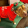 dog, pet, clothing, sweater, hat, indoor, carpet, brown_dog, white_paw, festive, pom_poms, curious, canine, domestic_animal, floor, furniture, home, cozy, closeup, portrait