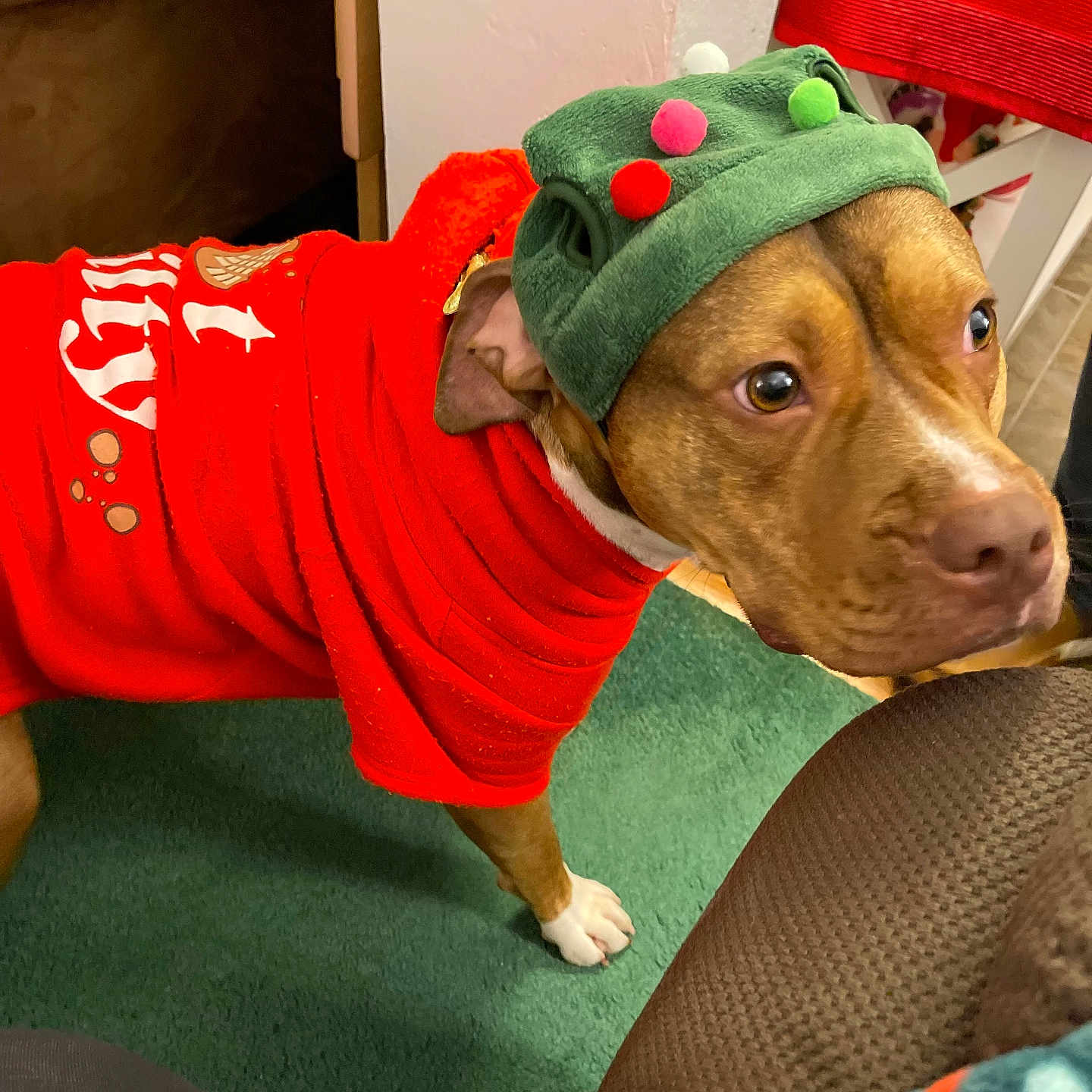 Lola is registered to the contest to win money with this photo: brown_dog, canine, carpet, closeup, clothing, cozy, curious, dog, domestic_animal, festive, floor, furniture, hat, home, indoor, pet, pom_poms, portrait, sweater, white_paw