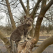 Kitty joined the competition — help win amazing prizes! cat, feline, tabby_cat, tree, stump, branches, outdoors, nature, overcast_sky, collar, whiskers, paws, tail, perched, curious, gray_fur, bark, road, wildlife, portrait