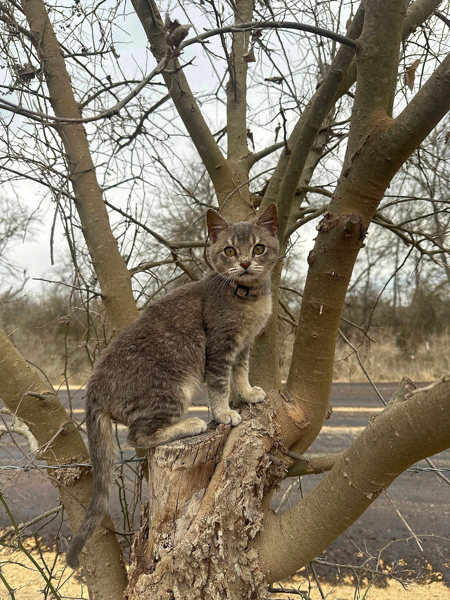 Kitty joined the competition — help win amazing prizes! cat, feline, tabby_cat, tree, stump, branches, outdoors, nature, overcast_sky, collar, whiskers, paws, tail, perched, curious, gray_fur, bark, road, wildlife, portrait