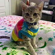 Milo joined the competition — help win amazing prizes! kitten, cat, pet, sweater, collar, bell, bed, blanket, stars_pattern, cute, portrait, indoor, fur, paw, ears, whiskers, wide_eyes, gray_tabby, soft_toy_background, room_furniture