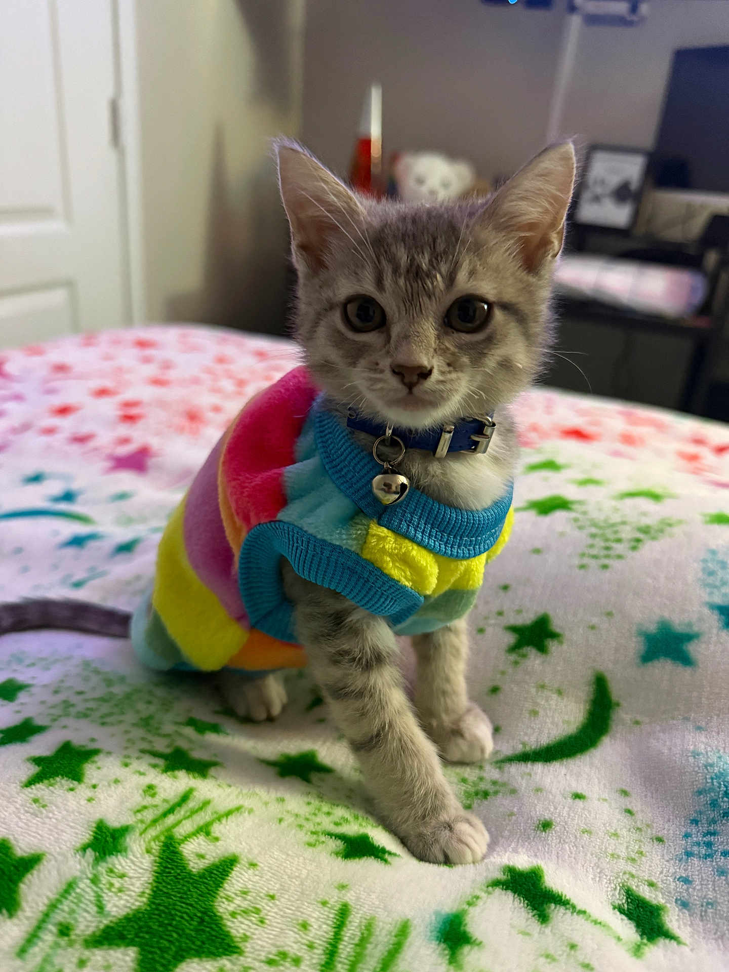 Milo joined the competition — help win amazing prizes! kitten, cat, pet, sweater, collar, bell, bed, blanket, stars_pattern, cute, portrait, indoor, fur, paw, ears, whiskers, wide_eyes, gray_tabby, soft_toy_background, room_furniture