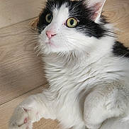 Smedley is registered to the contest to win money with this photo: cat, black_and_white, fluffy, pet, animal, feline, whiskers, ears, eyes, paw, floor, wooden_floor, cute, alert, indoor, domestic_animal, fur, closeup, portrait, laying_down