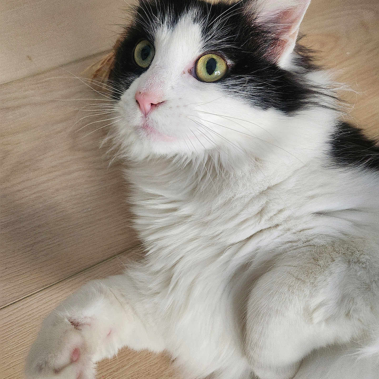 Smedley is registered to the contest to win money with this photo: alert, animal, black_and_white, cat, closeup, cute, domestic_animal, ears, eyes, feline, floor, fluffy, fur, indoor, laying_down, paw, pet, portrait, whiskers, wooden_floor