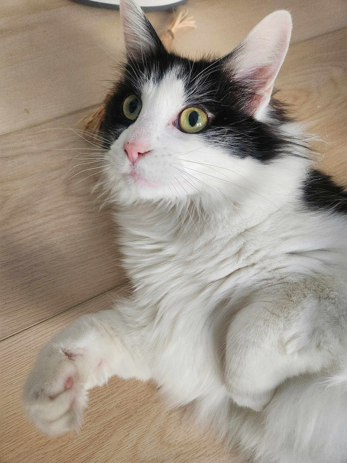 Smedley is registered to the contest to win money with this photo: cat, black_and_white, fluffy, pet, animal, feline, whiskers, ears, eyes, paw, floor, wooden_floor, cute, alert, indoor, domestic_animal, fur, closeup, portrait, laying_down