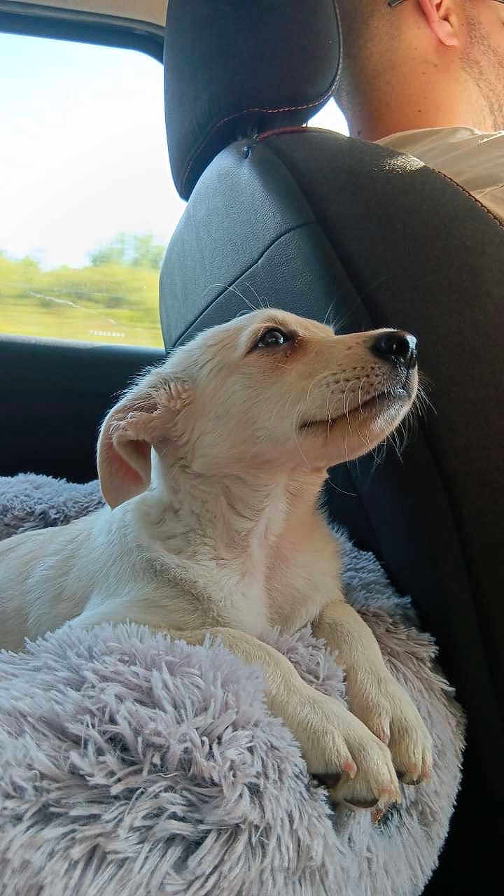Abby a rejoint le concours — aidez-le/la à gagner de superbes lots ! dog, puppy, car_interior, blanket, seat, window, person, headrest, fur, paw, daylight, side_view, relaxing, pet, domestic_animal, travel, calm, soft_texture, resting, inside_vehicle