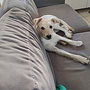 Abby a rejoint le concours — aidez-le/la à gagner de superbes lots ! dog, couch, indoor, pet, living_room, blanket, plant, furniture, chew_stick, curious, relaxed, white_dog, floor_tile, modern, cozy, canine, portrait, domestic_animal, resting, houseplant