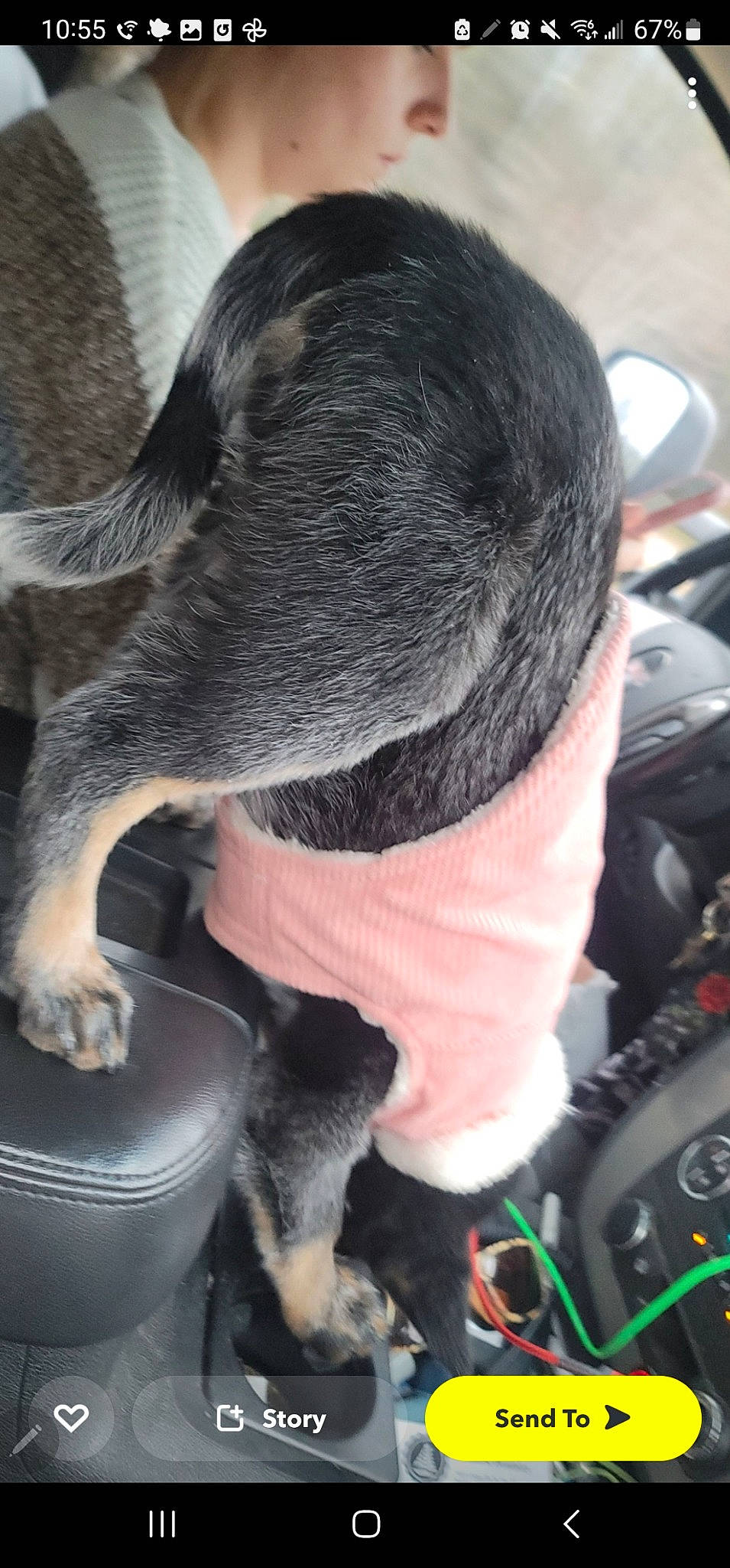 Dixe Pixie joined the competition — help win amazing prizes! auto_part, automotive_tire, carnivore, claw, comfort, dog_breed, elbow, fender, fur, human_leg, terrestrial_animal