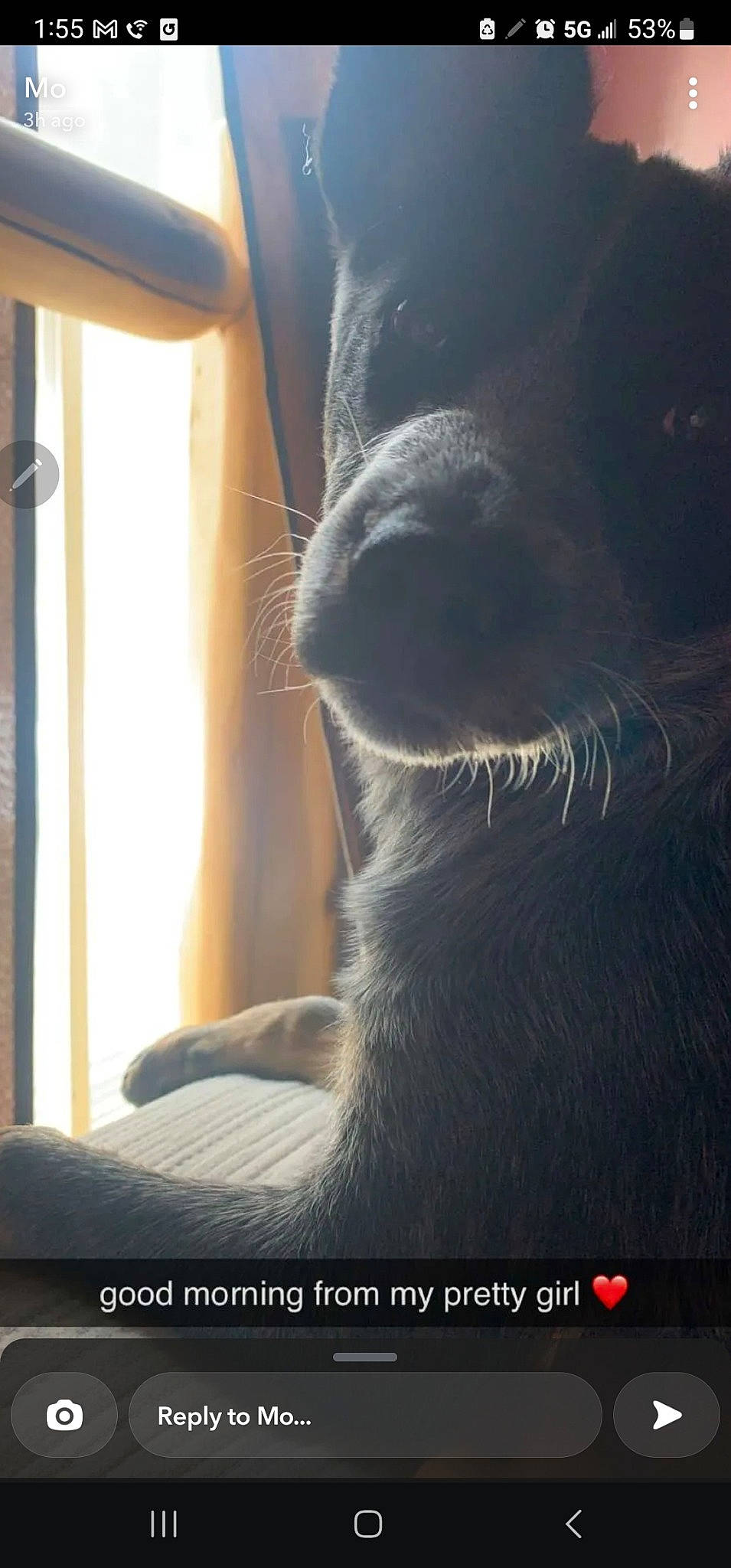 Dixe Pixie joined the competition — help win amazing prizes! carnivore, cat, comfort, fawn, felidae, foot, fur, human_leg, paw, small_to_medium_sized_cats, snout, tail, terrestrial_animal, tints_and_shades, whiskers, wildlife, window, wood