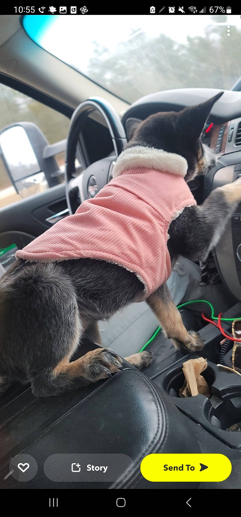 Dixe Pixie joined the competition — help win amazing prizes! auto_part, automotive_design, automotive_exterior, automotive_tire, automotive_wheel_system, car, car_seat, car_seat_cover, carnivore, companion_dog, dog, human_leg, mode_of_transport, motor_vehicle, personal_luxury_car, snout, steering_part, steering_wheel, vehicle, vehicle_door