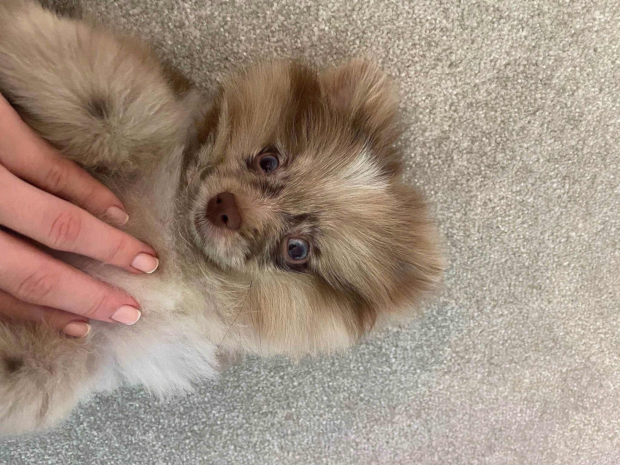 Biscuit is registered to the contest to win money with this photo: canidae, carnivore, claw, companion_dog, dog, dog_breed, fawn, felidae, fur, non_sporting_group, paw, small_to_medium_sized_cats, sporting_group, tail, terrestrial_animal, toy_dog, whiskers, working_animal