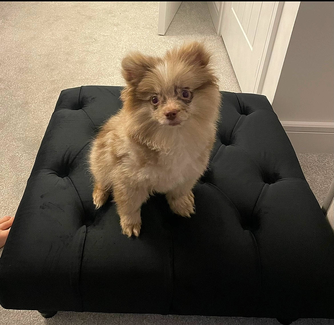 Biscuit is registered to the contest to win money with this photo: canidae, carnivore, comfort, companion_dog, couch, dog, dog_breed, fawn, felidae, fur, non_sporting_group, rectangle, sitting, small_to_medium_sized_cats, snout, tail, terrestrial_animal, toy_dog, whiskers, working_animal