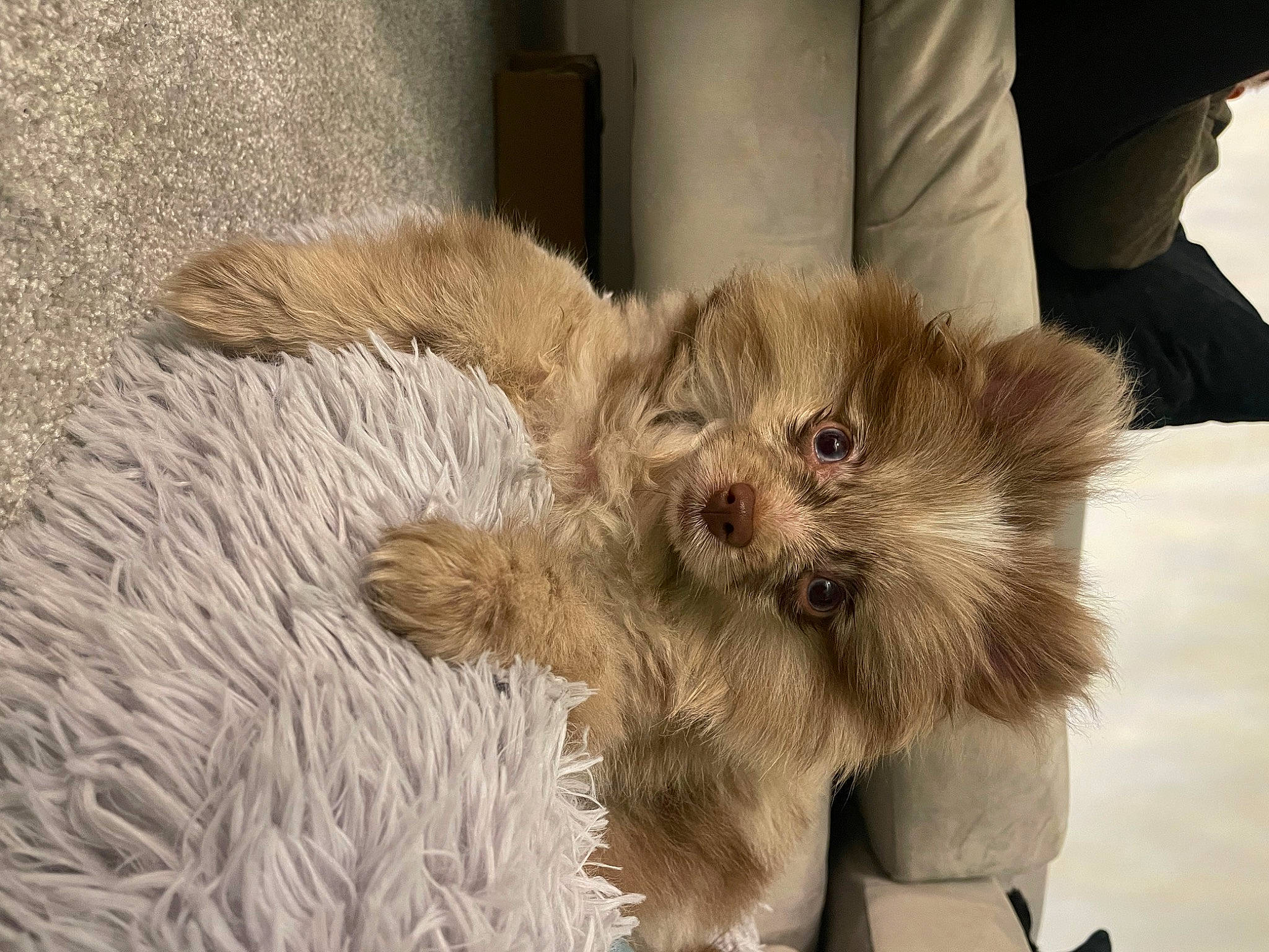 Biscuit is registered to the contest to win money with this photo: canidae, carnivore, claw, companion_dog, couch, dog_breed, domestic_short_haired_cat, fawn, felidae, fur, liver, paw, small_to_medium_sized_cats, snout, tail, terrestrial_animal, terrier, toy, toy_dog, whiskers