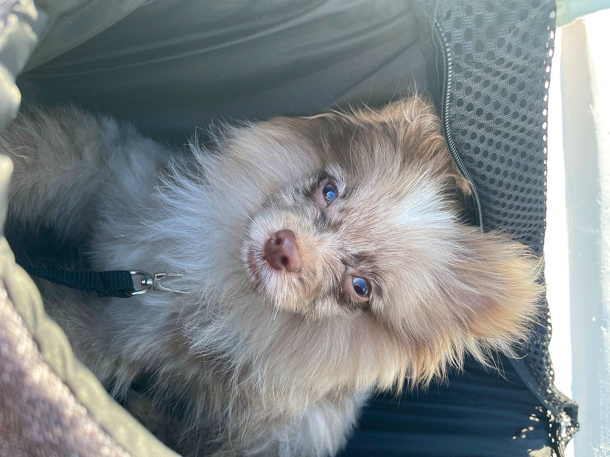 Biscuit is registered to the contest to win money with this photo: canidae, carnivore, claw, companion_dog, dog, dog_breed, fawn, felidae, fur, mal_shi, paw, small_terrier, small_to_medium_sized_cats, snout, sporting_group, terrestrial_animal, toy_dog, whiskers, working_animal