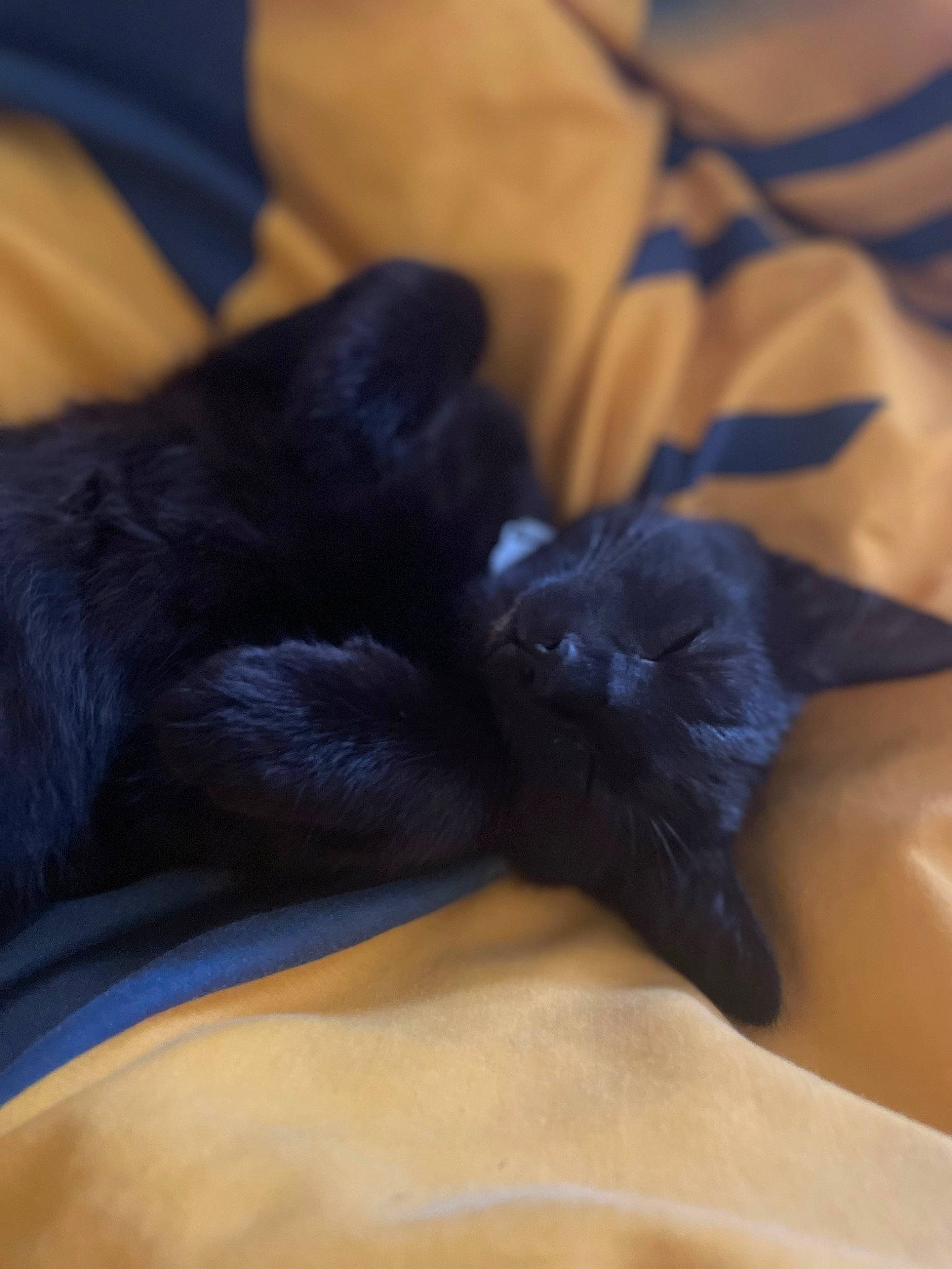 Onyx is registered to the contest to win money with this photo: black_cat, carnivore, cat, claw, comfort, companion_dog, dog_breed, electric_blue, fawn, felidae, foot, gesture, grey, human_leg, mammal, paw, small_to_medium_sized_cats, snout, tail, whiskers