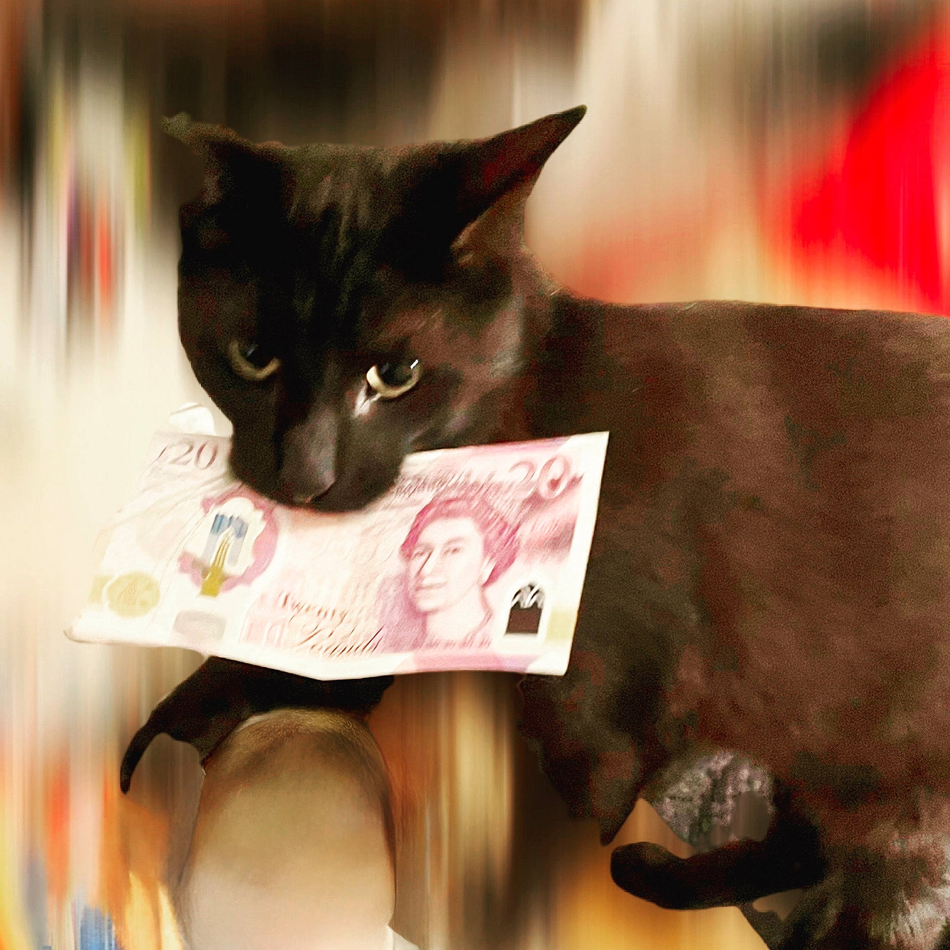 Onyx is registered to the contest to win money with this photo: carnivore, cat, domestic_short_haired_cat, ear, felidae, fur, paper, paper_product, small_to_medium_sized_cats, snout, visual_arts, whiskers