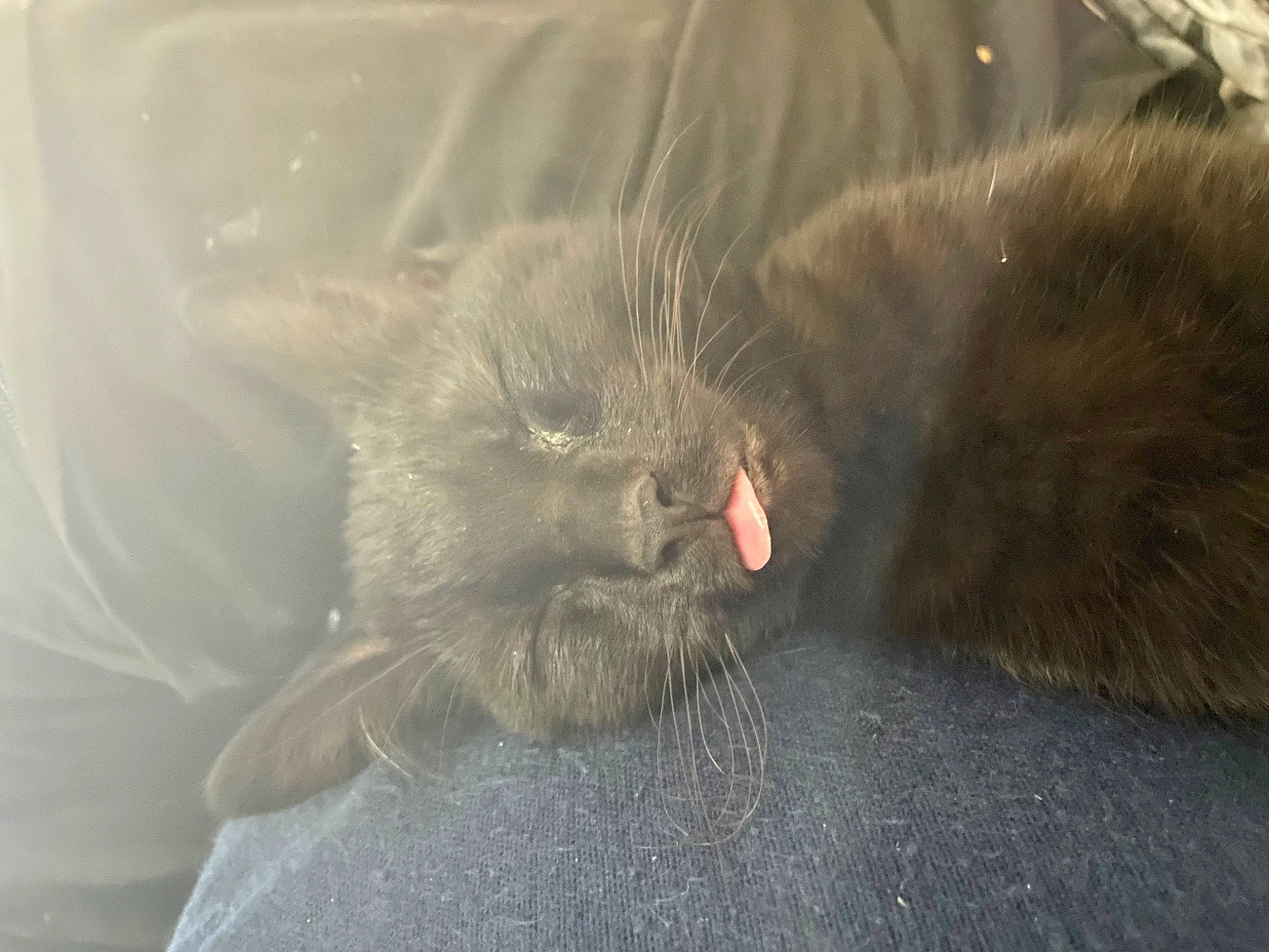 Onyx is registered to the contest to win money with this photo: carnivore, cat, claw, comfort, domestic_short_haired_cat, fawn, felidae, fur, grey, paw, small_to_medium_sized_cats, snout, tail, terrestrial_animal, whiskers