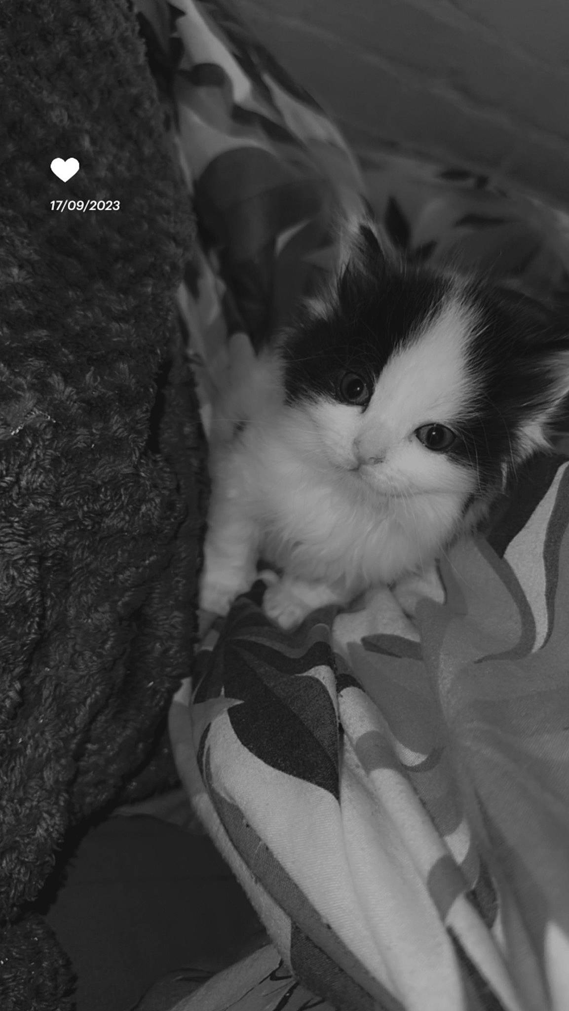 Clover joined the competition — help win amazing prizes! black_and_white, carnivore, cat, claw, comfort, darkness, felidae, fur, gesture, monochrome, monochrome_photography, organism, paw, plant, shadow, small_to_medium_sized_cats, still_life_photography, style, tail, whiskers