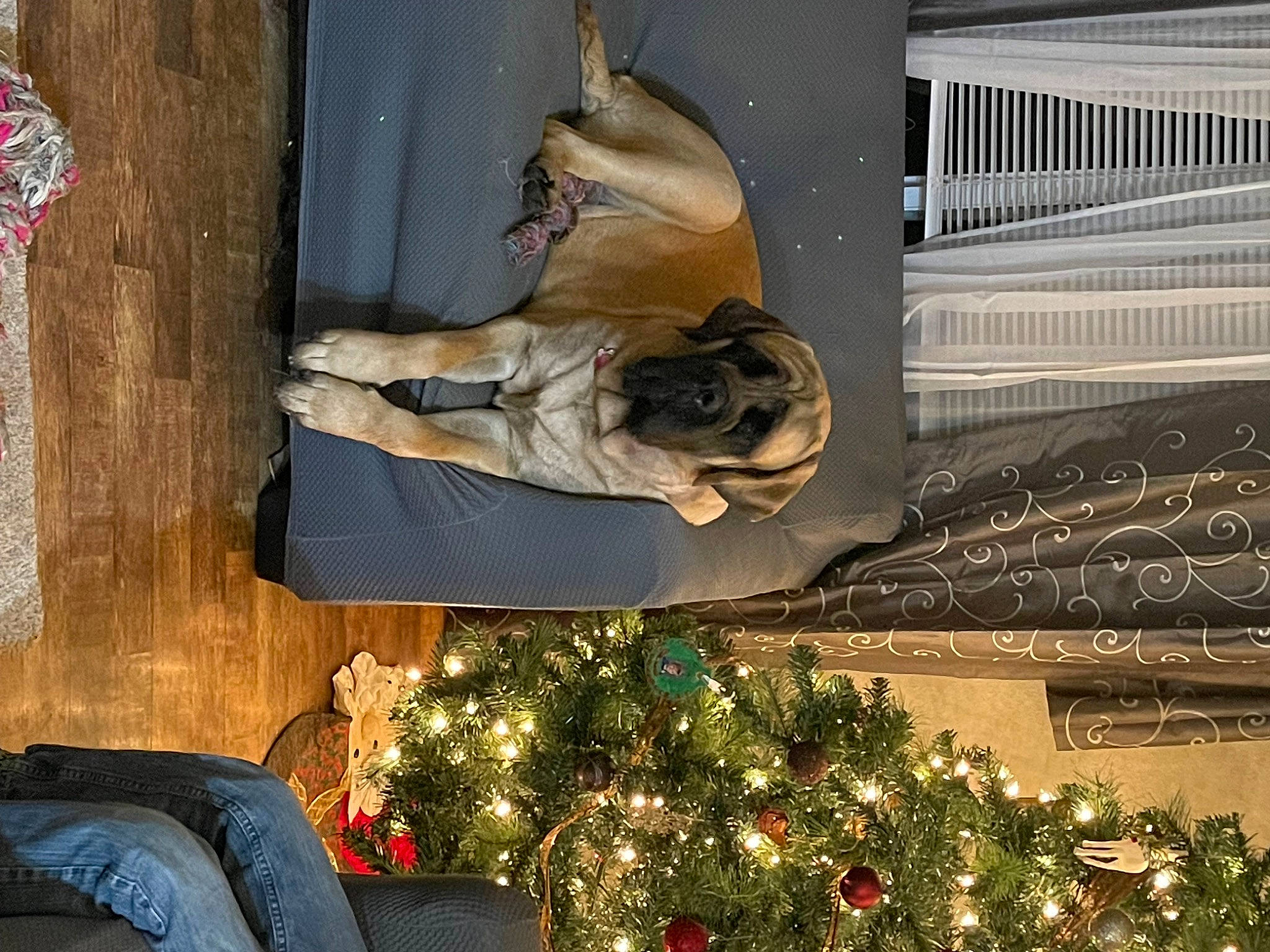 Lacy is registered to the contest to win money with this photo: art, carnivore, christmas_decoration, christmas_ornament, christmas_tree, conifer, event, fawn, holiday, holiday_ornament, house, metal, ornament, plant, room, sculpture, statue, tree, window, wood