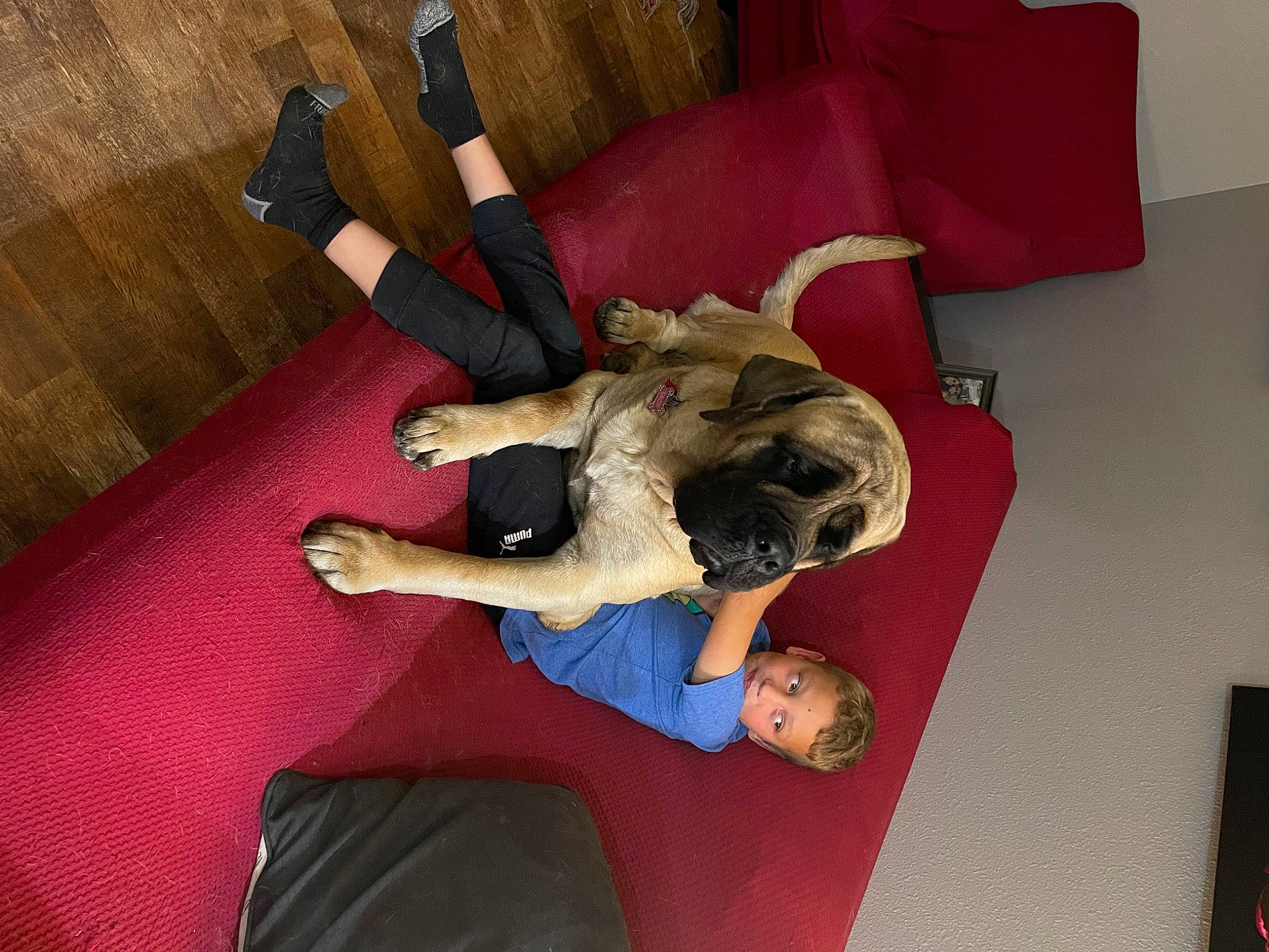Lacy is registered to the contest to win money with this photo: arm, carnivore, comfort, companion_dog, dog, dog_breed, fawn, flooring, hardwood, human_leg, knee, lap, leg, leisure, room, sock, sporting_group, thigh, wood, wrist