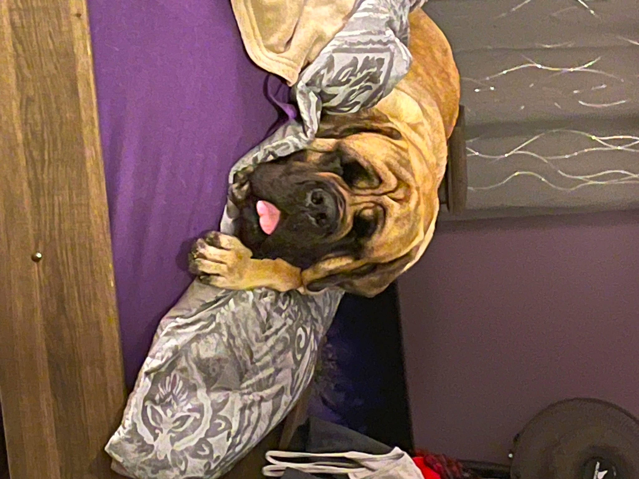 Lacy joined the competition — help win amazing prizes! art, bag, companion_dog, eyewear, fashion_accessory, fawn, fur, hat, illustration, linens, magenta, pattern, personal_protective_equipment, purple, room, selfie, sleeve, still_life_photography, t_shirt, visual_arts