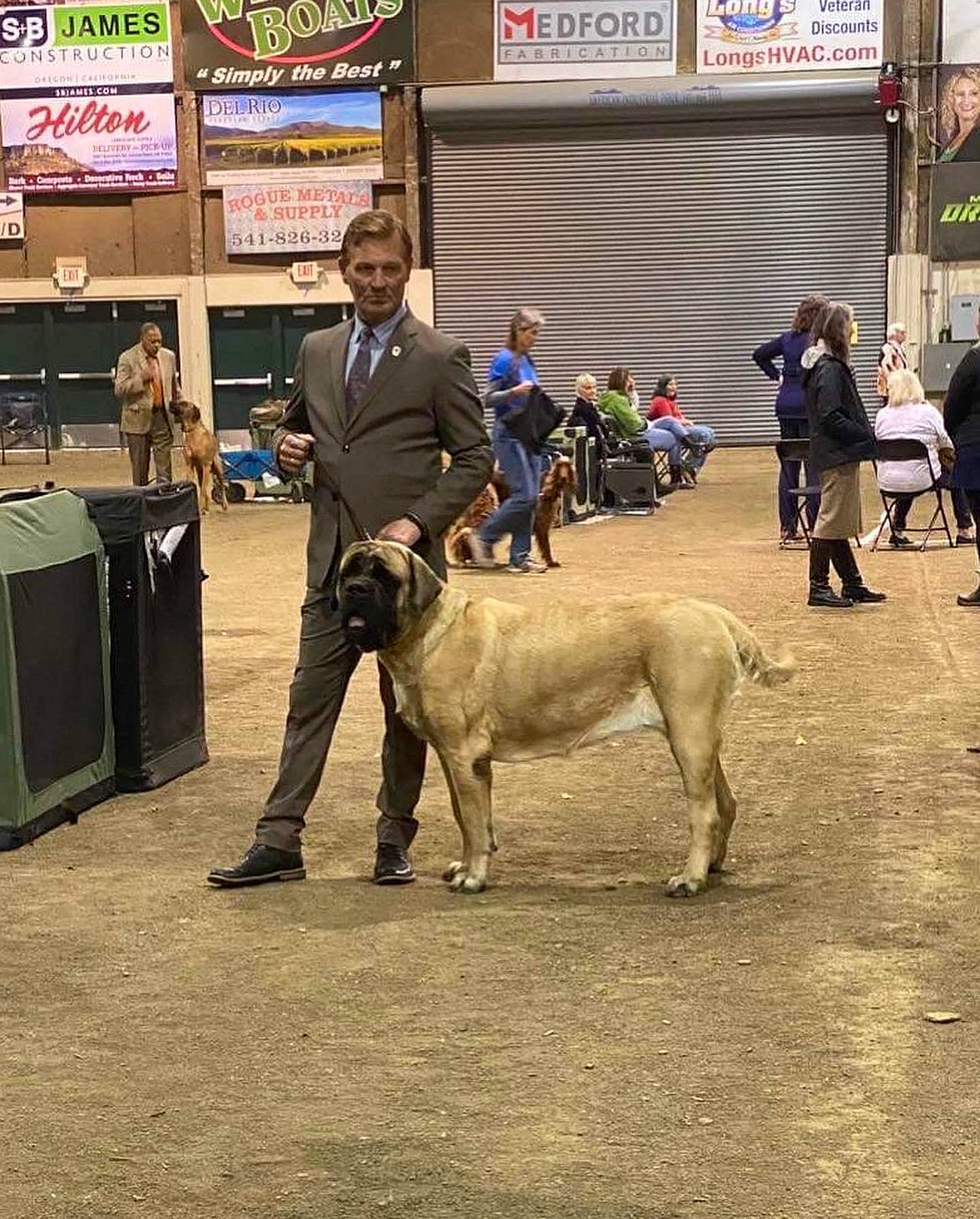 Lacy is registered to the contest to win money with this photo: canidae, carnivore, city, collar, companion_dog, dog, dog_breed, event, fawn, fur, goats, leash, livestock, organization, pedestrian, sporting_group, street, suit, terrestrial_animal, working_animal