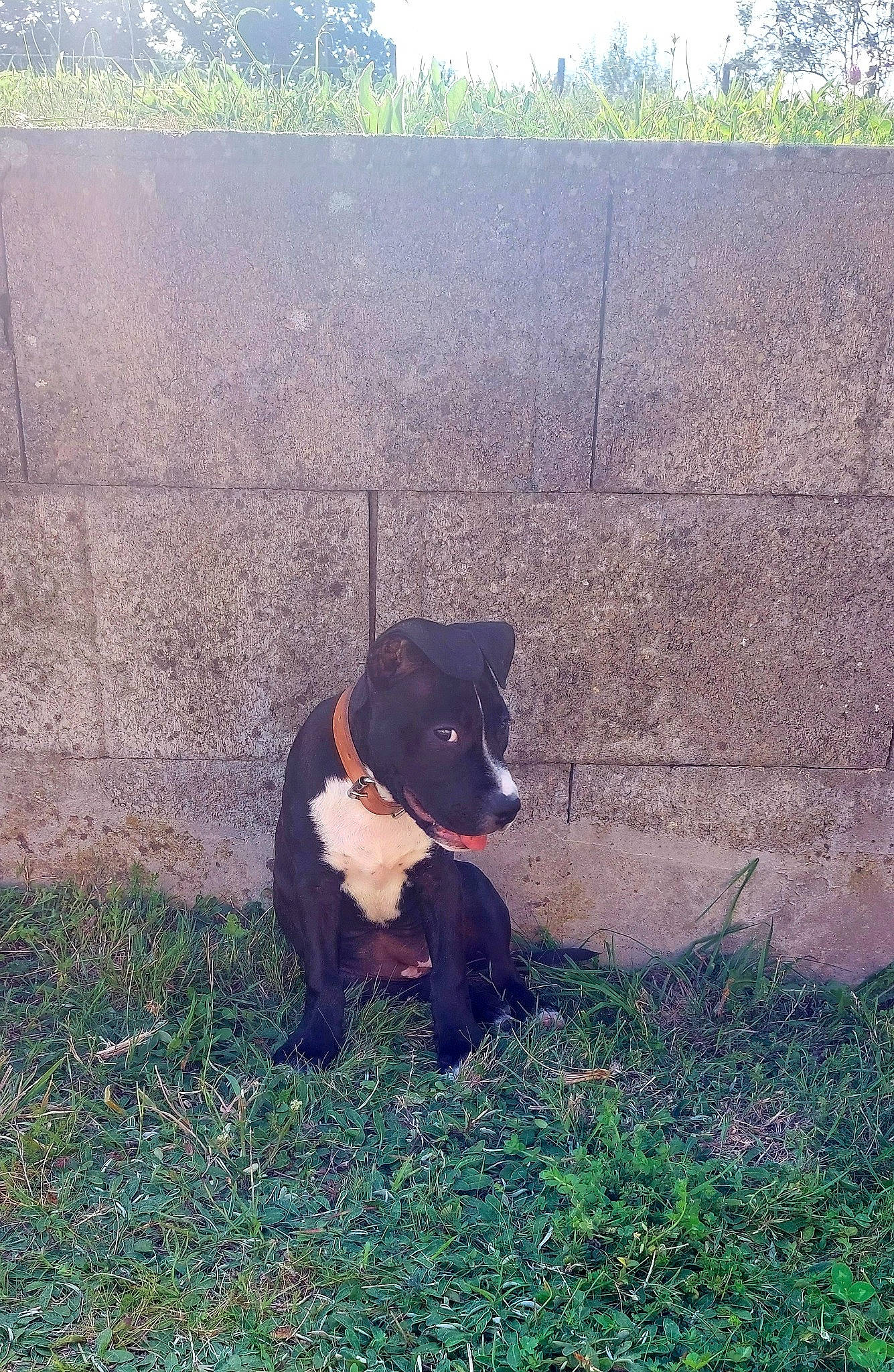 Aria a rejoint le concours — aidez-le/la à gagner de superbes lots ! canidae, carnivore, companion_dog, dog, dog_breed, dog_supply, grass, guard_dog, landscape, plant, snout, soil, sporting_group, sun_bear, tail, terrestrial_animal, tints_and_shades, tree, working_animal, working_dog