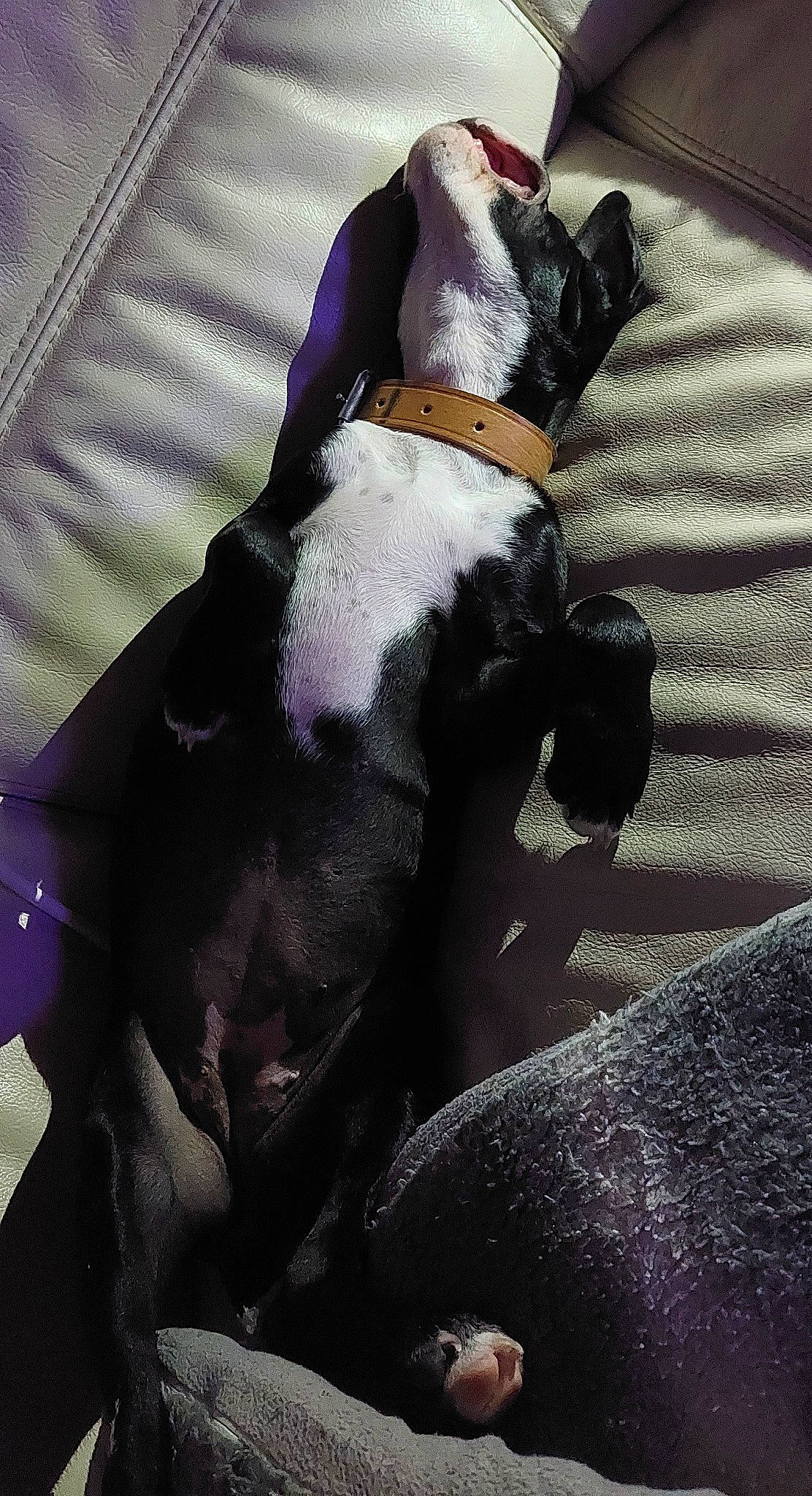 Aria a rejoint le concours — aidez-le/la à gagner de superbes lots ! carnivore, comfort, companion_dog, dog, dog_breed, dog_collar, dog_supply, fawn, felidae, formal_wear, fur, human_leg, linens, pattern, paw, tail, thigh, toy_dog, whiskers, working_animal