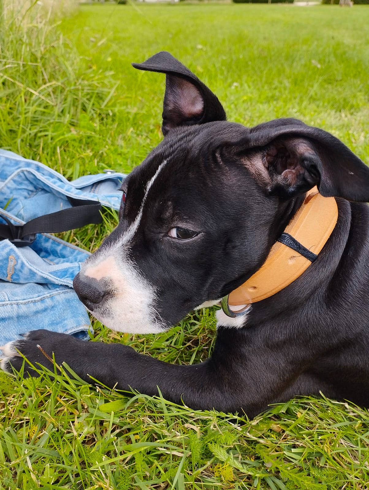 Aria a rejoint le concours — aidez-le/la à gagner de superbes lots ! canidae, carnivore, collar, companion_dog, dog, dog_breed, dog_collar, dog_supply, fashion_accessory, fawn, grass, guard_dog, leash, personal_protective_equipment, pet_supply, plant, terrestrial_animal, terrier, whiskers, working_animal