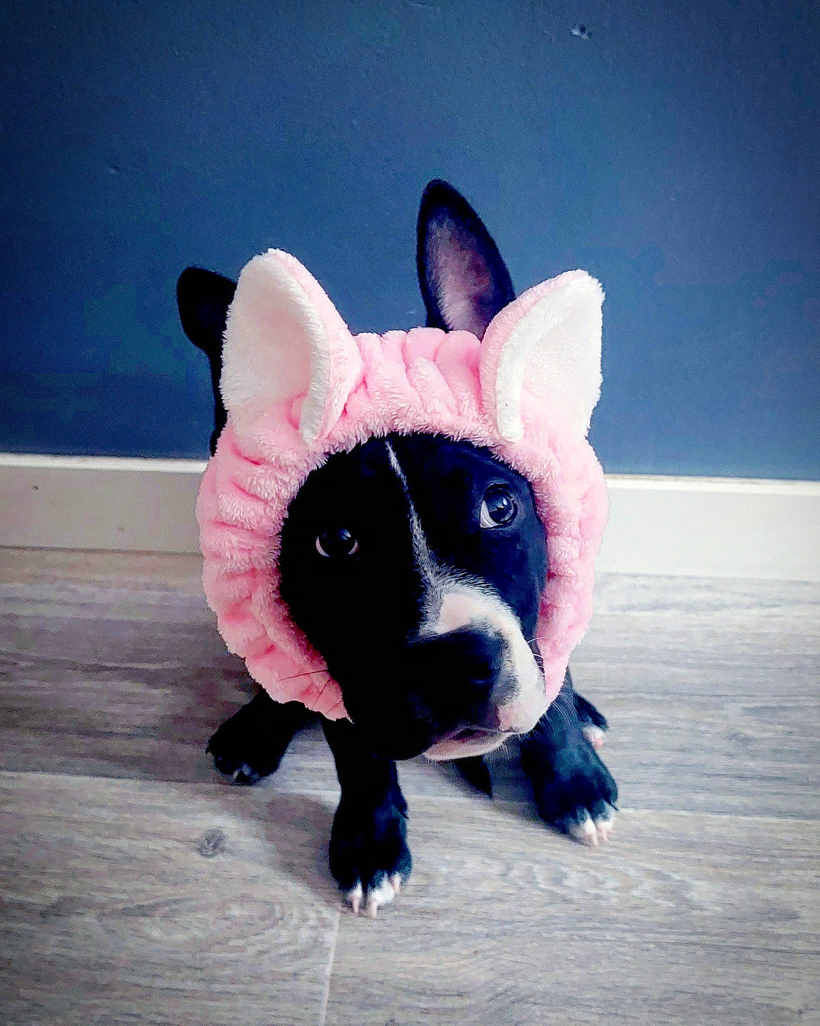 Aria a rejoint le concours — aidez-le/la à gagner de superbes lots ! art, canidae, carmine, carnivore, companion_dog, dog_breed, electric_blue, fawn, fictional_character, freezing, fur, head, human_body, jaw, magenta, pink, snout, suidae, sunglasses, whiskers