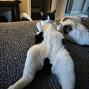 Peewee joined the competition — help win amazing prizes! cat, cats, black_and_white_cat, white_fur, black_fur, lying_down, belly_up, raised_paws, relaxed, funny_pose, pet, animal, couch, indoor, home, living_room, carpet, feline, portrait, sleeping_companion