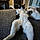 Peewee