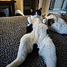 cat, cats, black_and_white_cat, white_fur, black_fur, lying_down, belly_up, raised_paws, relaxed, funny_pose, pet, animal, couch, indoor, home, living_room, carpet, feline, portrait, sleeping_companion