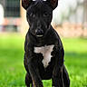 dog, puppy, black_dog, white_chest, large_ears, sitting, outdoor, grass, lawn, portrait, animal, pet, short_hair, alert, looking_at_camera, front_view, natural_light, blurred_background, ledge, cute