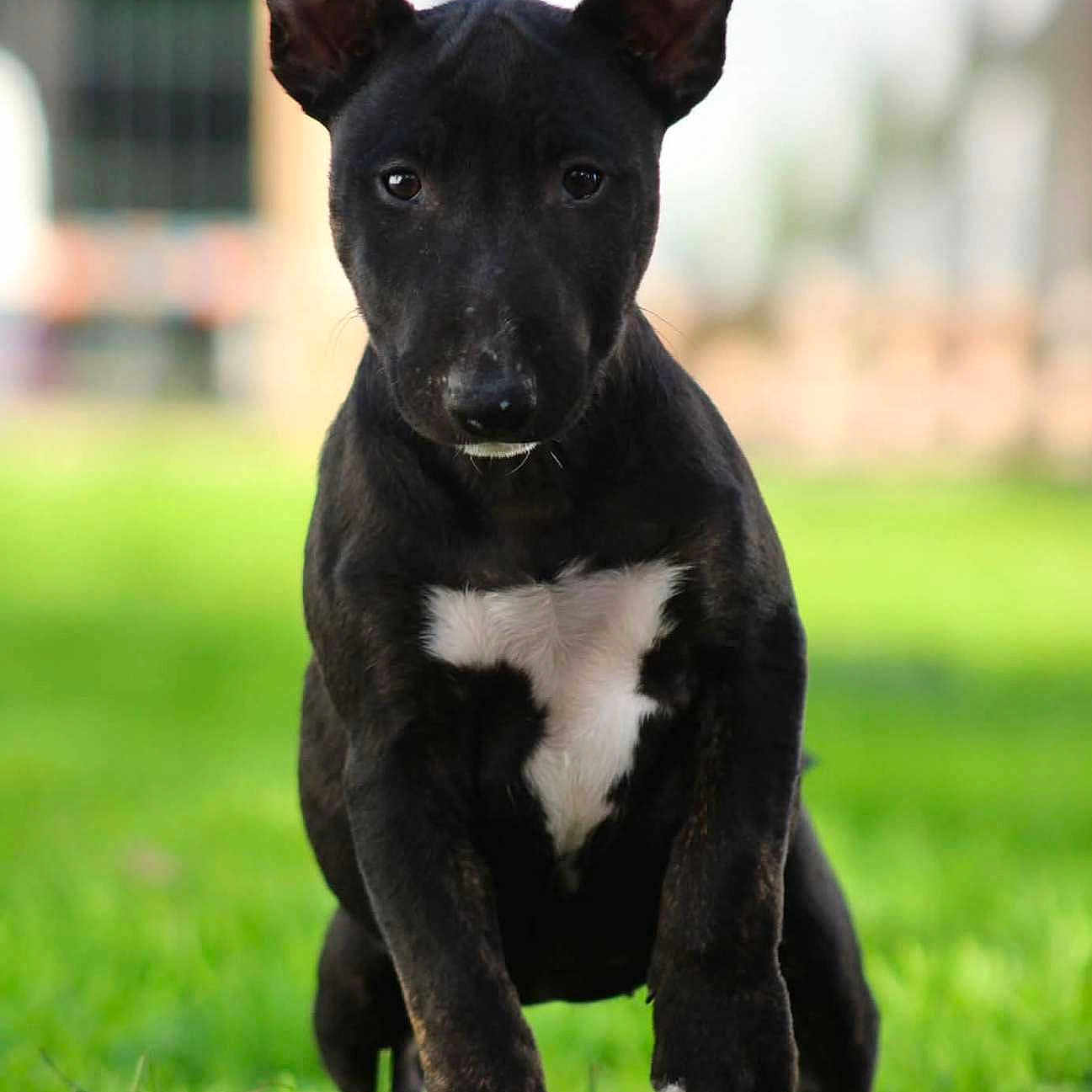 Baya