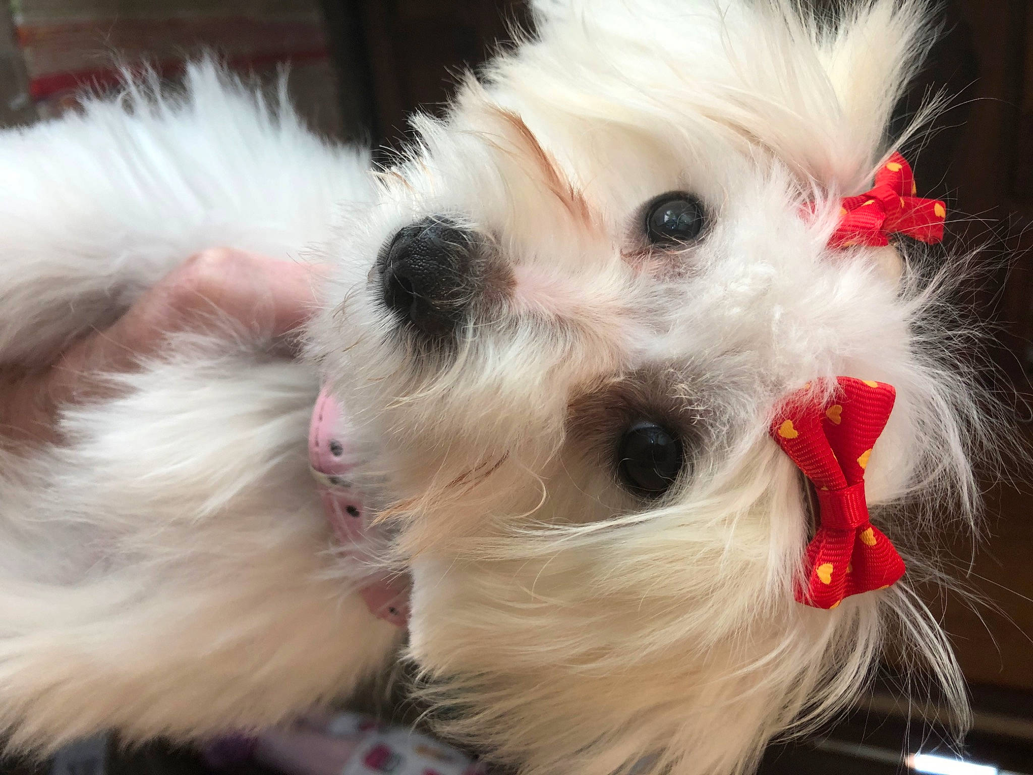 Mini Pearl is registered to the contest to win money with this photo: canidae, carnivore, close_up, companion_dog, dog, dog_breed, ear, eye, eyelash, fashion_accessory, fawn, fur, hair, head, maltepoo, snout, sporting_group, toy_dog, whiskers, white