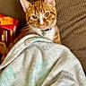 animal, bell, blanket, cat, closeup, collar, comfort, couch, cozy, curious, domestic_animal, feline, fur, home, indoor, orange_tabby, pet, relaxing, soft_texture, whiskers