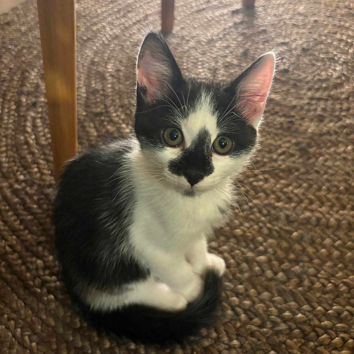 Léon participe au concours pour gagner de l'argent avec cette photo : animal, black_and_white, cat, cozy, curled_up, cute, domestic, ears, floor, fur, indoor, kitten, looking_up, pet, small, tail, whiskers, wooden_table, woven_rug, young