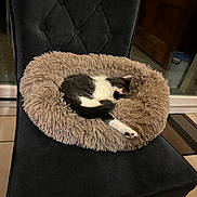 Léon a rejoint le concours — aidez-le/la à gagner de superbes lots ! animal, black_and_white, cat, chair, comfortable, cozy, curled_up, domestic_cat, door, feline, floor, fur, home, indoor, pet_bed, quiet, relaxation, resting, sleeping, tile