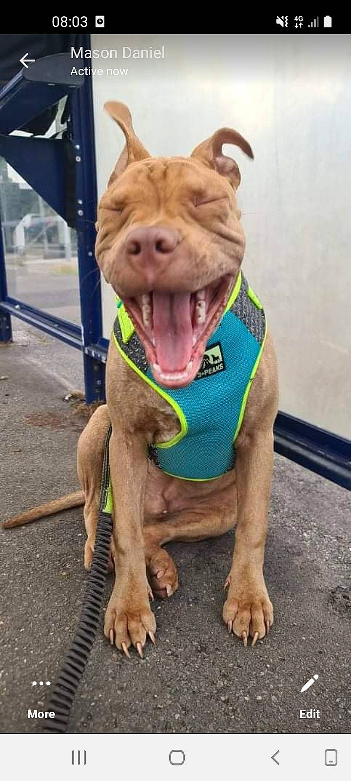 Bruce is registered to the contest to win money with this photo: art, canidae, carnivore, companion_dog, dog, dog_breed, fawn, jaw, liver, livestock, metal, personal_protective_equipment, sculpture, snout, sporting_group, suidae, terrestrial_animal, whiskers, working_animal, wrinkle