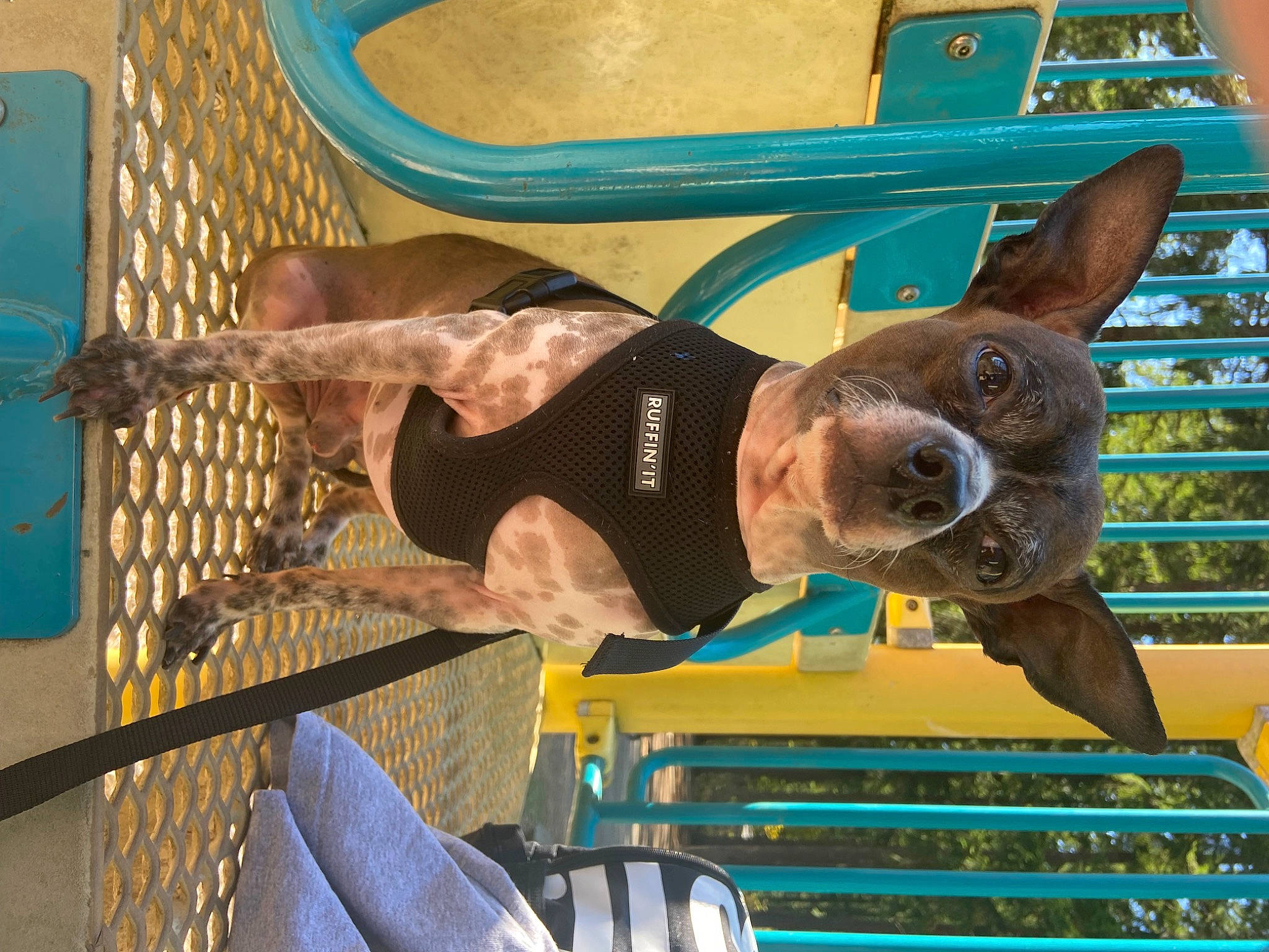 Leche joined the competition — help win amazing prizes! blue, carnivore, fawn, fun, hat, mesh, metal, smile, wood, working_animal