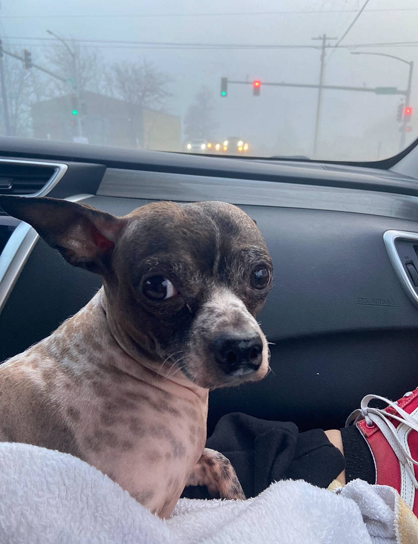 Leche is registered to the contest to win money with this photo: auto_part, automotive_exterior, automotive_mirror, canidae, car, carnivore, companion_dog, dog, dog_breed, family_car, fawn, motor_vehicle, snout, sporting_group, toy_dog, vehicle_door, whiskers, window, windshield, working_animal